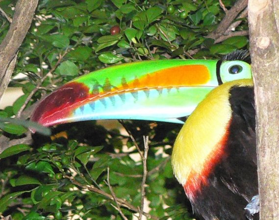 136- L'incroyable bec du toucan 